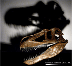 Novo dinossauro descoberto em Portugal é o maior predador terrestre da Europa