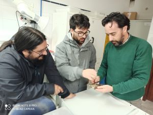 Raros achados de dinossauros herbívoros no Jurássico da Lourinhã
