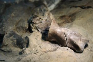 Dinossauros carnívoros e herbívoros descobertos na Lourinhã